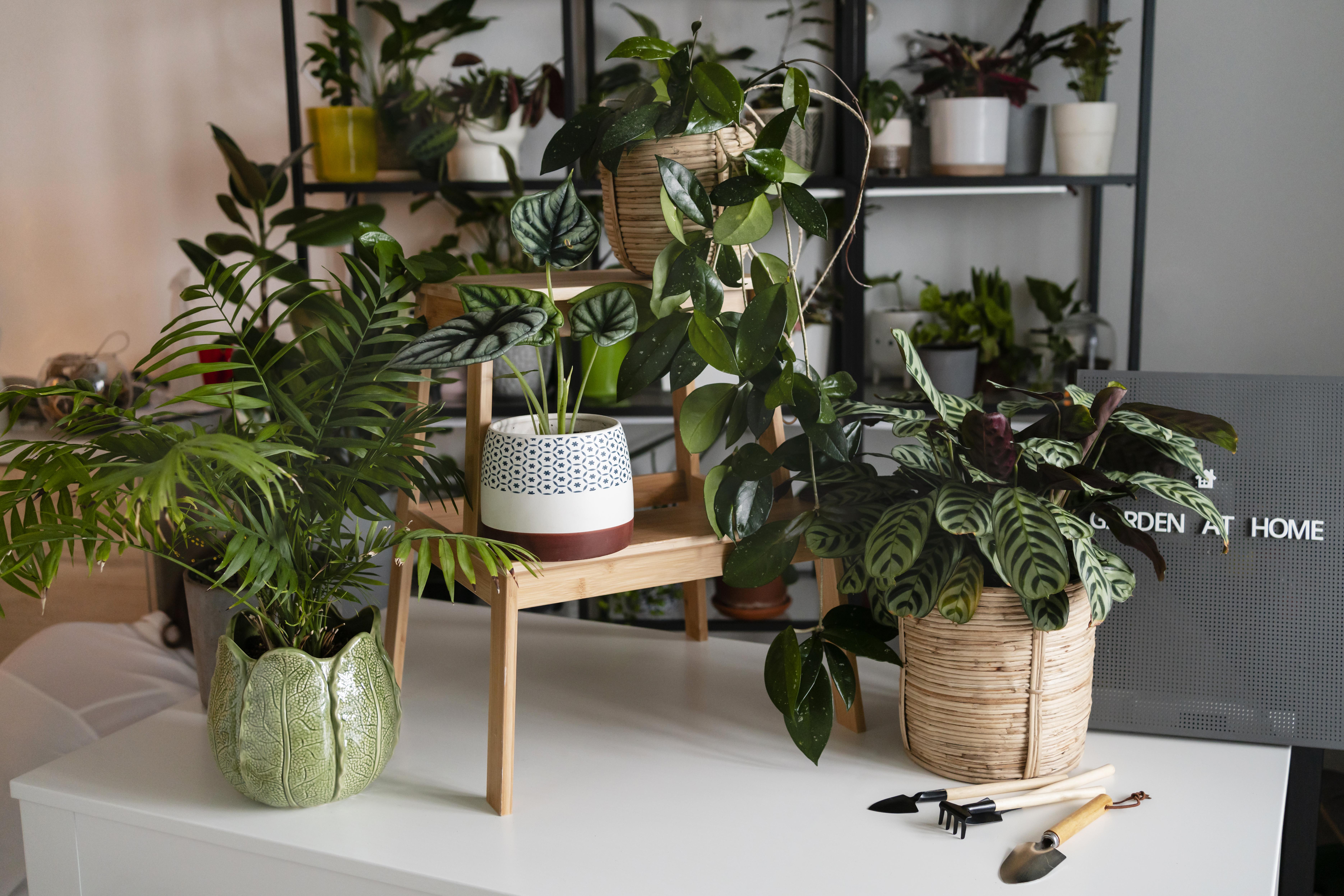 Plants Shops Madrid